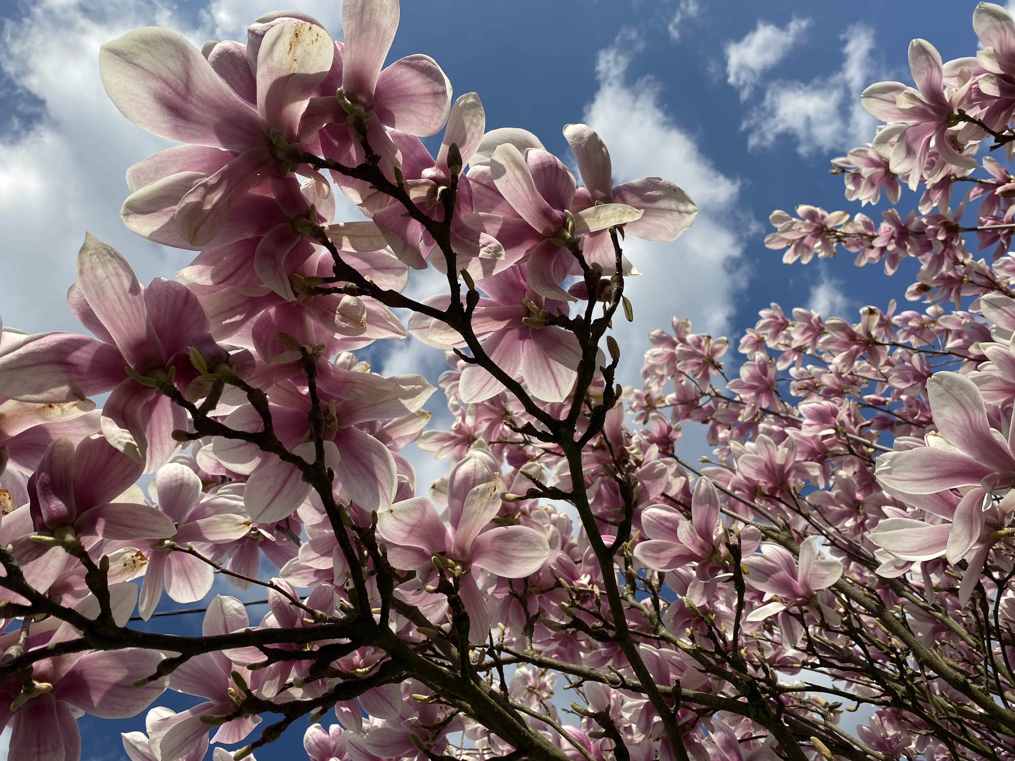 The magnolia tree